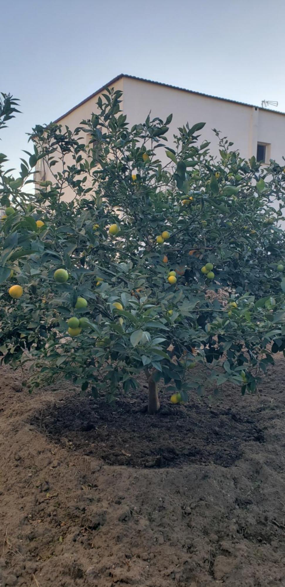Pomegranates & Olives Guesthouse Durres Luaran gambar